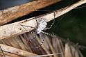 Argiope_trifasciata_D3238_Z_75_Valle Gran Rey_Spanje